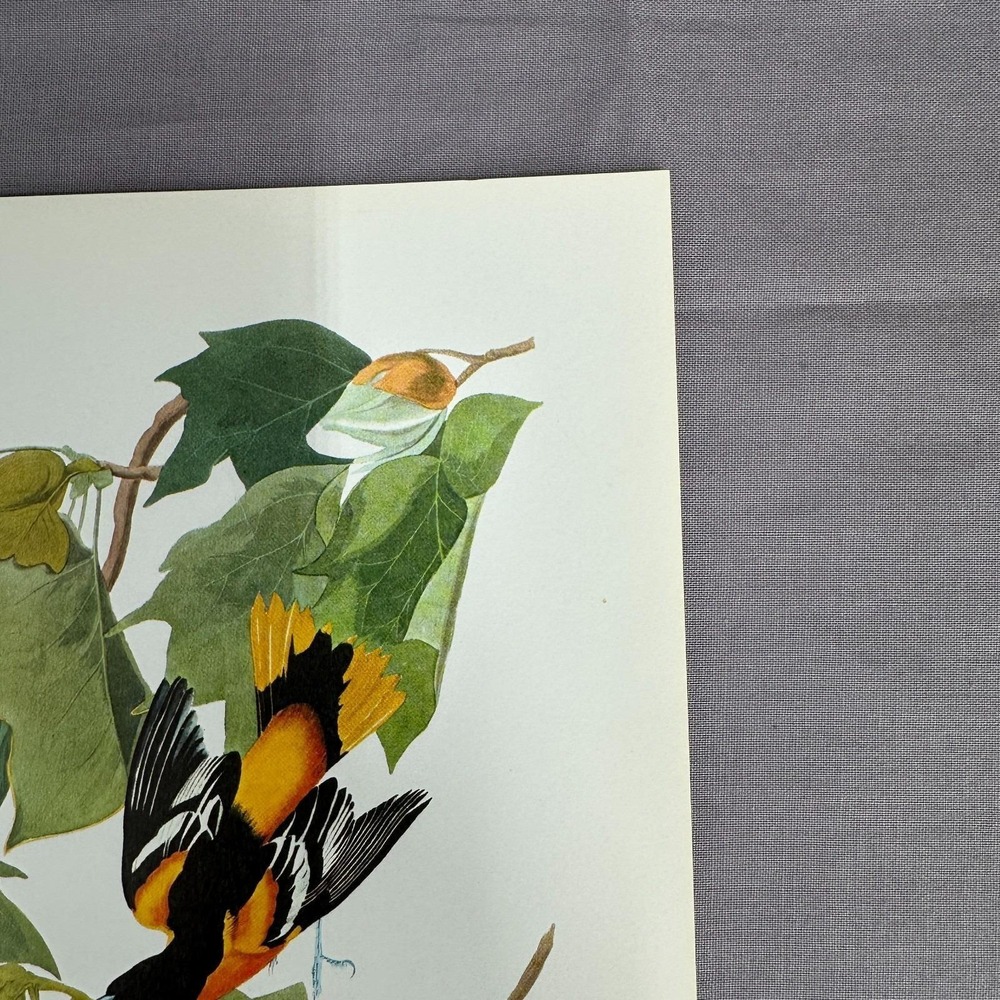 1950 Vintage Print Baltimore Oriole American Bird Art Illustration Audubon - Picture 4 of 6